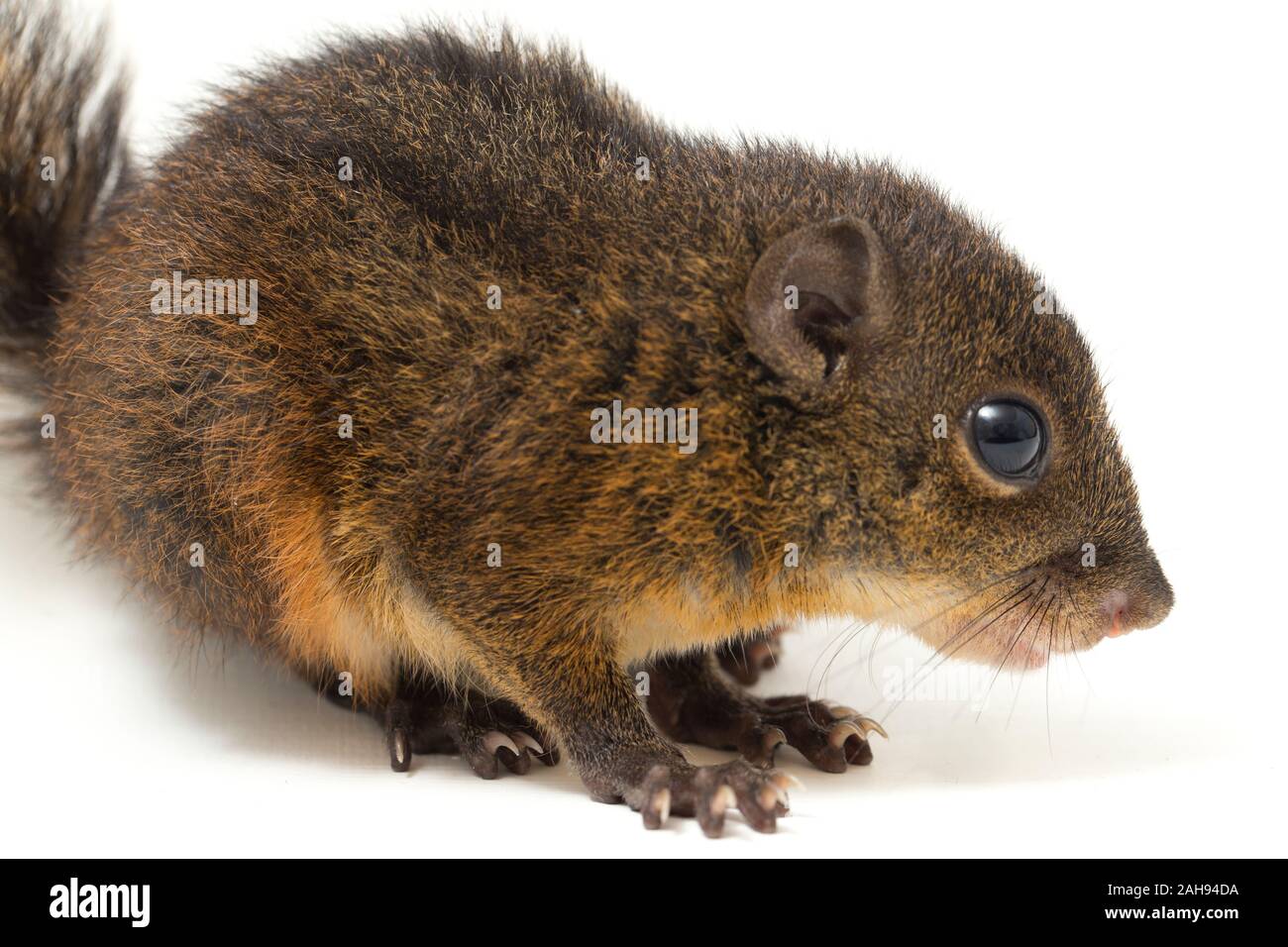Les trois-sol rayé (Pachycephala insignis) est une espèce de la sous-famille des Trochilinae. isolé sur fond blanc Banque D'Images