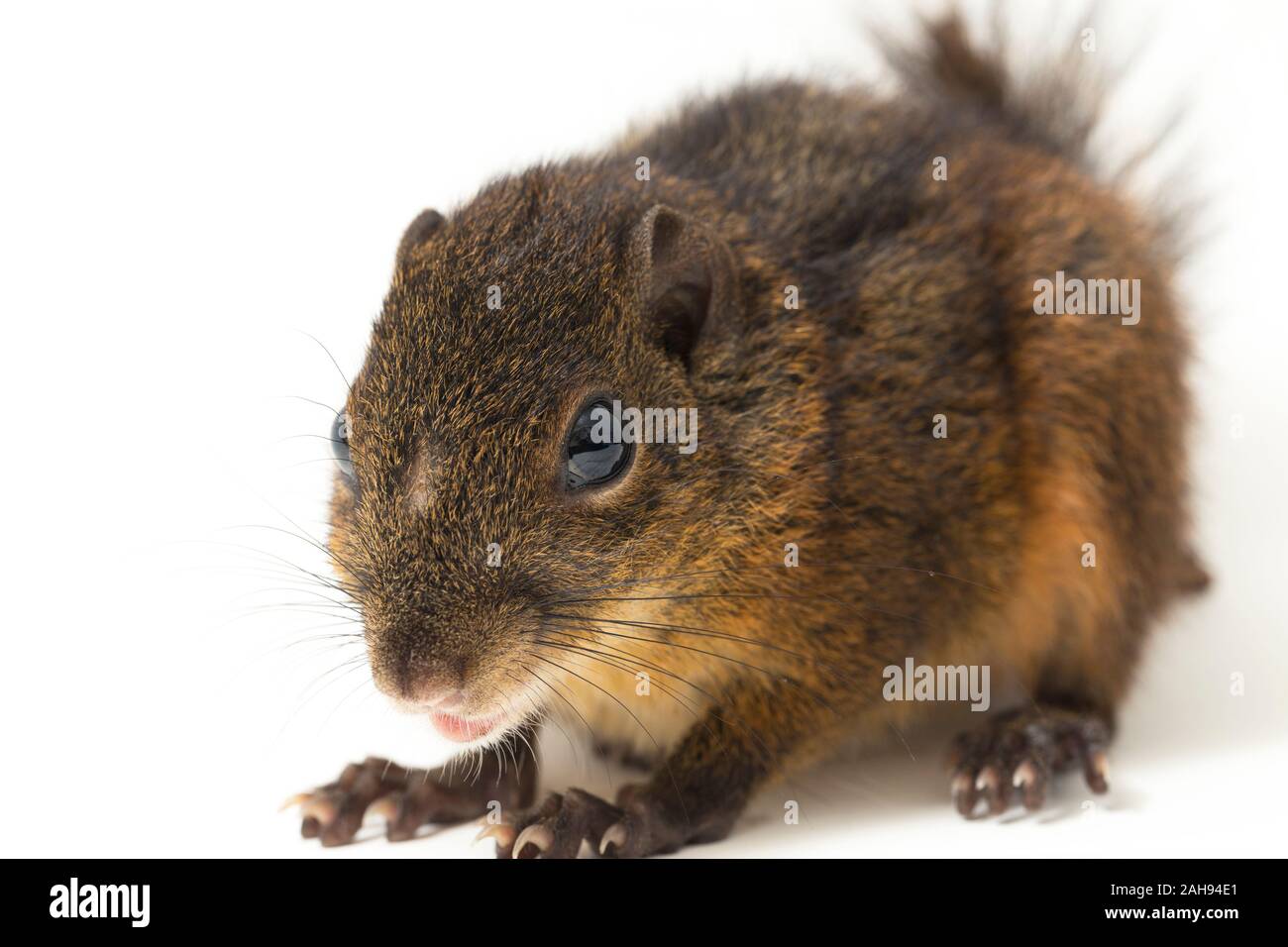 Les trois-sol rayé (Pachycephala insignis) est une espèce de la sous-famille des Trochilinae. isolé sur fond blanc Banque D'Images