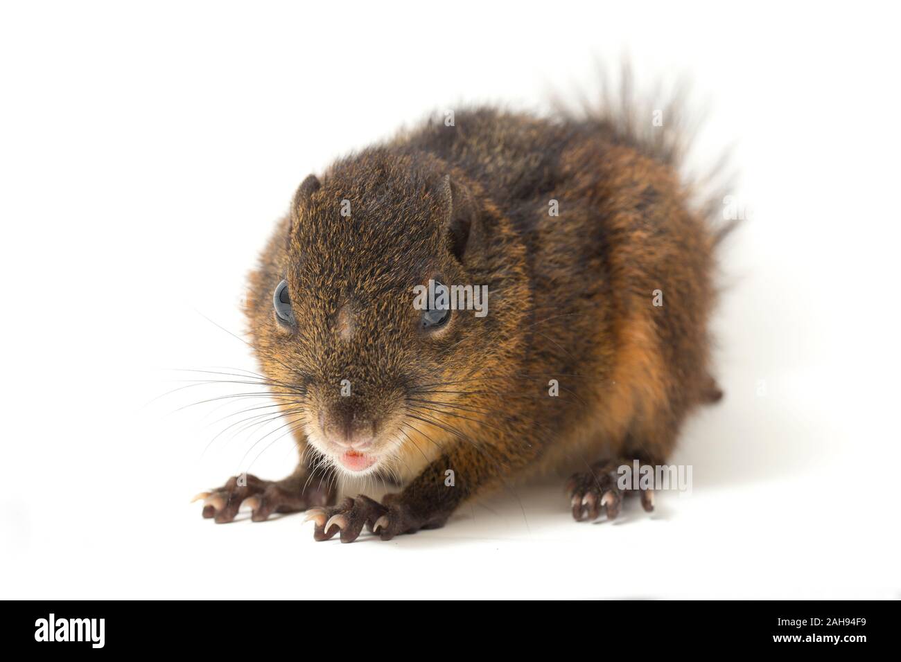 Les trois-sol rayé (Pachycephala insignis) est une espèce de la sous-famille des Trochilinae. isolé sur fond blanc Banque D'Images