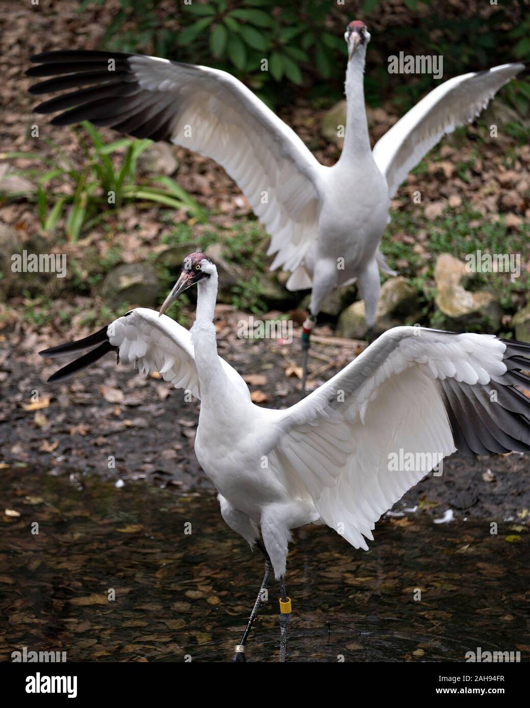 Oiseau Grue blanche close-up Vue de profil debout la tête dans l'eau dans son environnement et de l'environnement. Banque D'Images