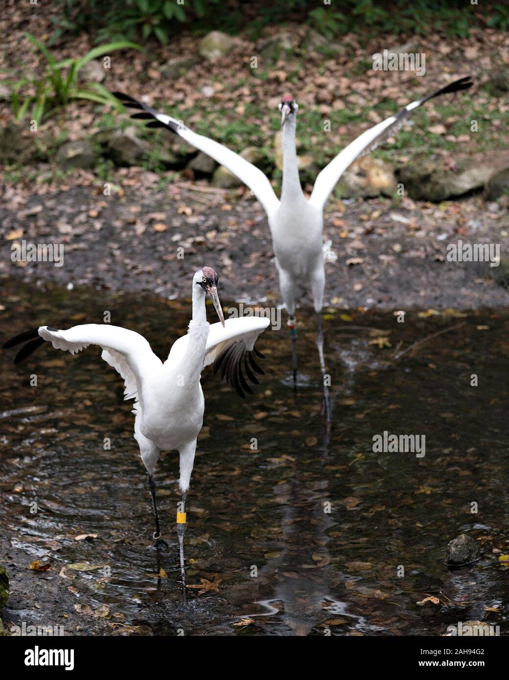Oiseau Grue blanche sclose-up Vue de profil debout la tête dans l'eau avec des ailes dans sa propagation et de l'environnement environnant. Banque D'Images