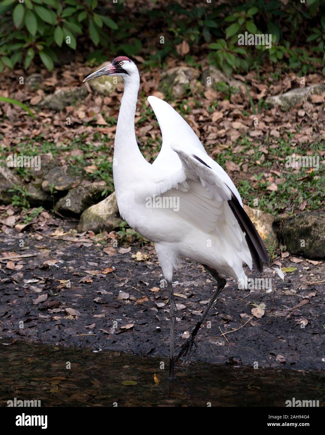 ailes-blanches-avec-pointes-noires-banque-d-image-et-photos-alamy