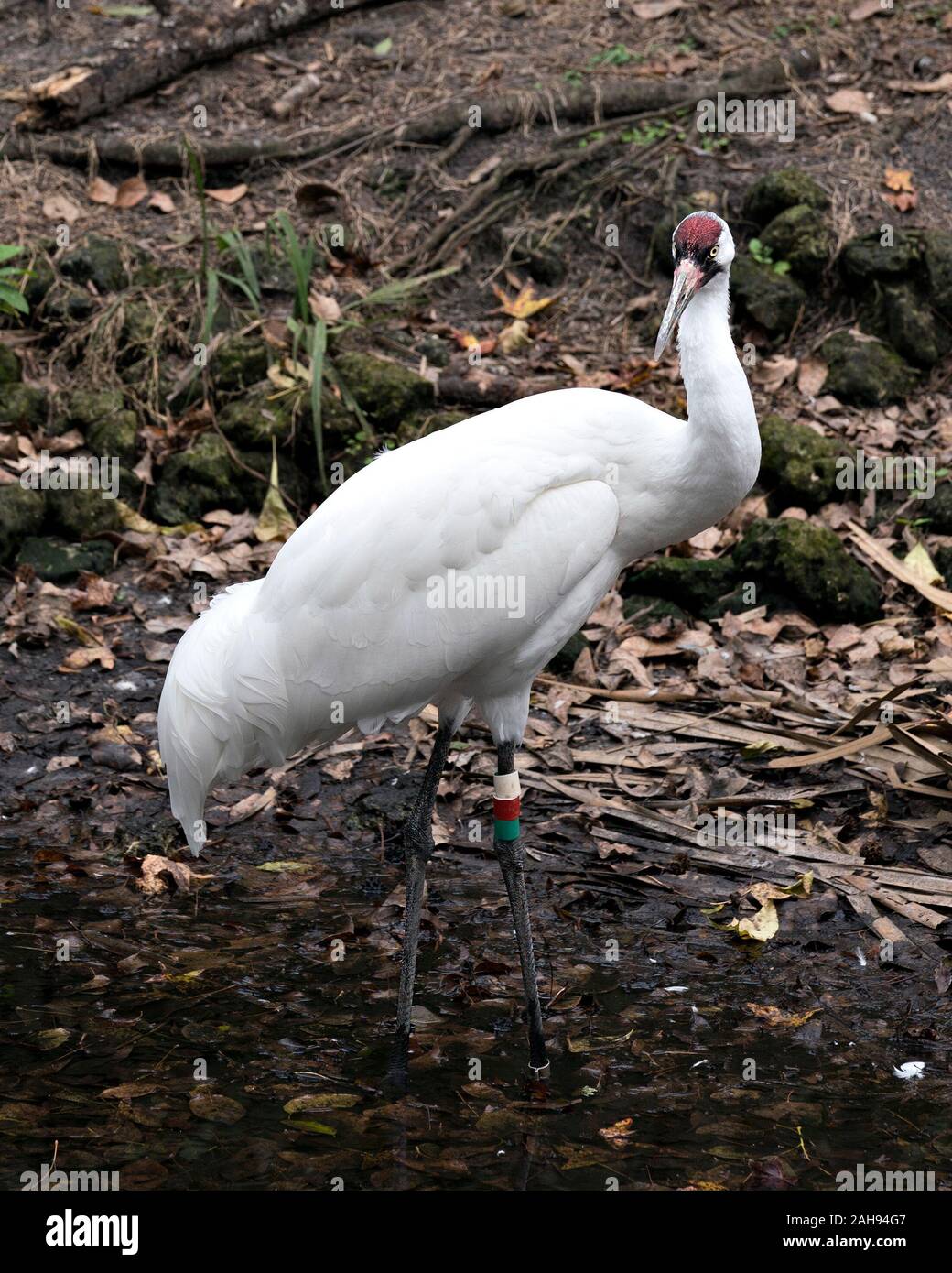 Oiseau Grue blanche close-up Vue de profil debout la tête dans l'eau avec le feuillage contexte affichant des plumes blanches, plumage bec, tête couronnée rouge Banque D'Images