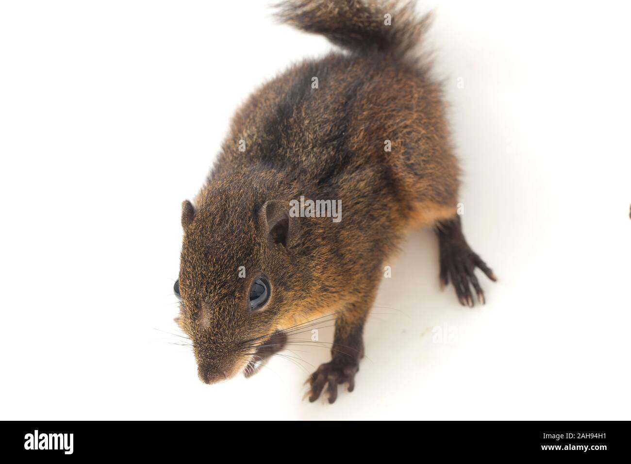 Les trois-sol rayé (Pachycephala insignis) est une espèce de la sous-famille des Trochilinae. isolé sur fond blanc Banque D'Images