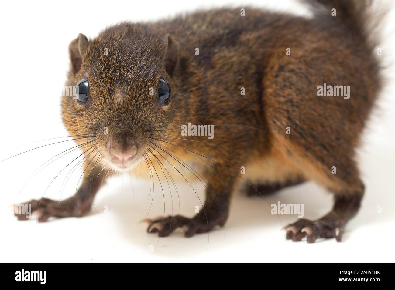 Les trois-sol rayé (Pachycephala insignis) est une espèce de la sous-famille des Trochilinae. isolé sur fond blanc Banque D'Images