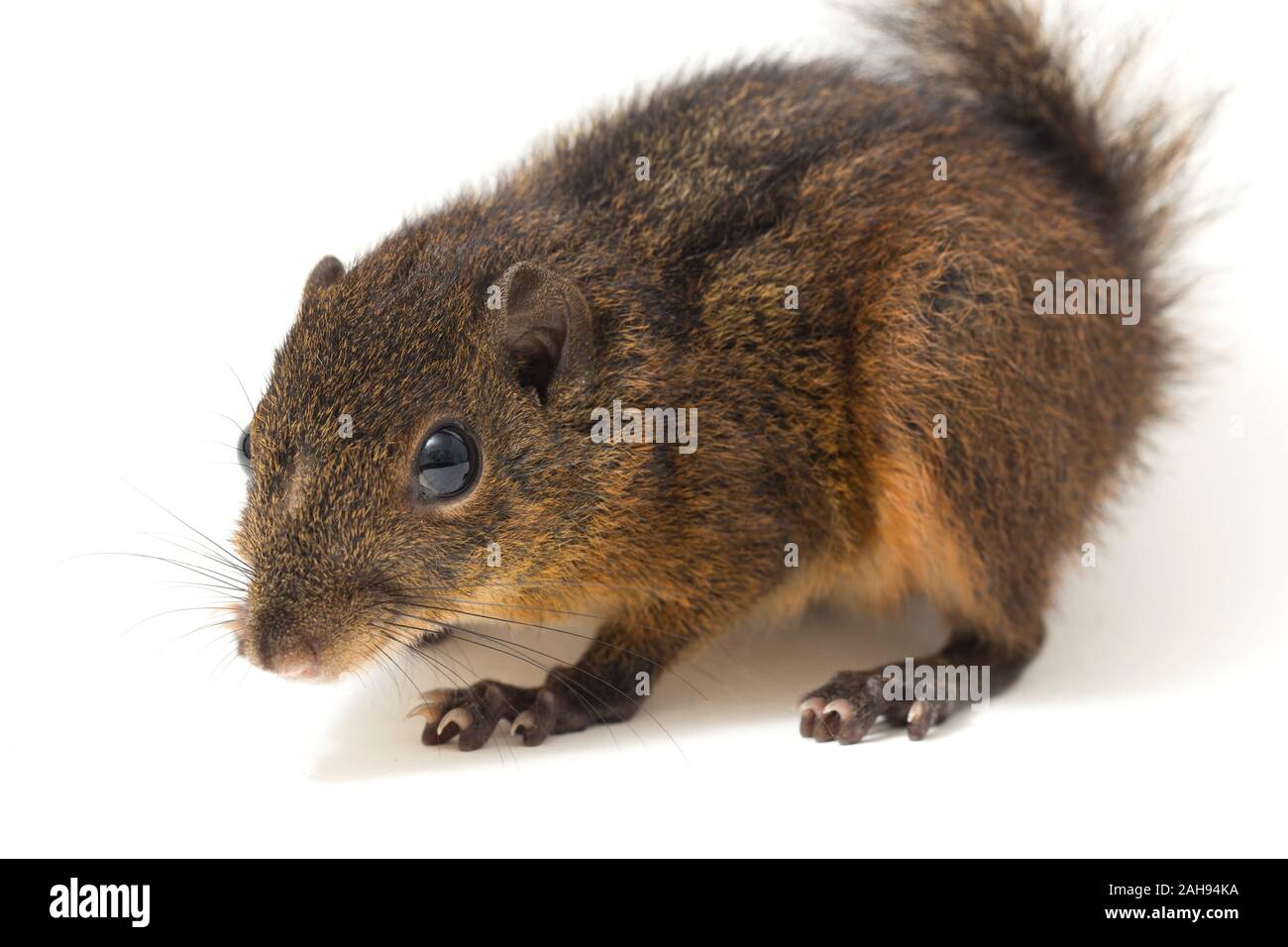 Les trois-sol rayé (Pachycephala insignis) est une espèce de la sous-famille des Trochilinae. isolé sur fond blanc Banque D'Images