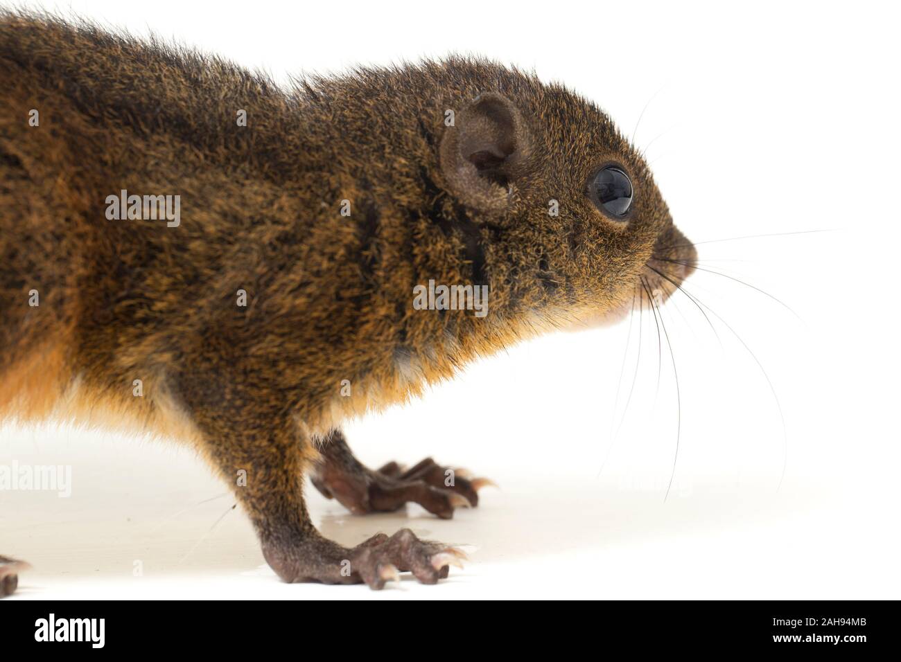 Les trois-sol rayé (Pachycephala insignis) est une espèce de la sous-famille des Trochilinae. isolé sur fond blanc Banque D'Images