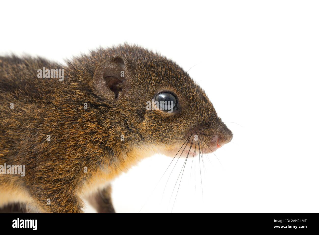 Les trois-sol rayé (Pachycephala insignis) est une espèce de la sous-famille des Trochilinae. isolé sur fond blanc Banque D'Images