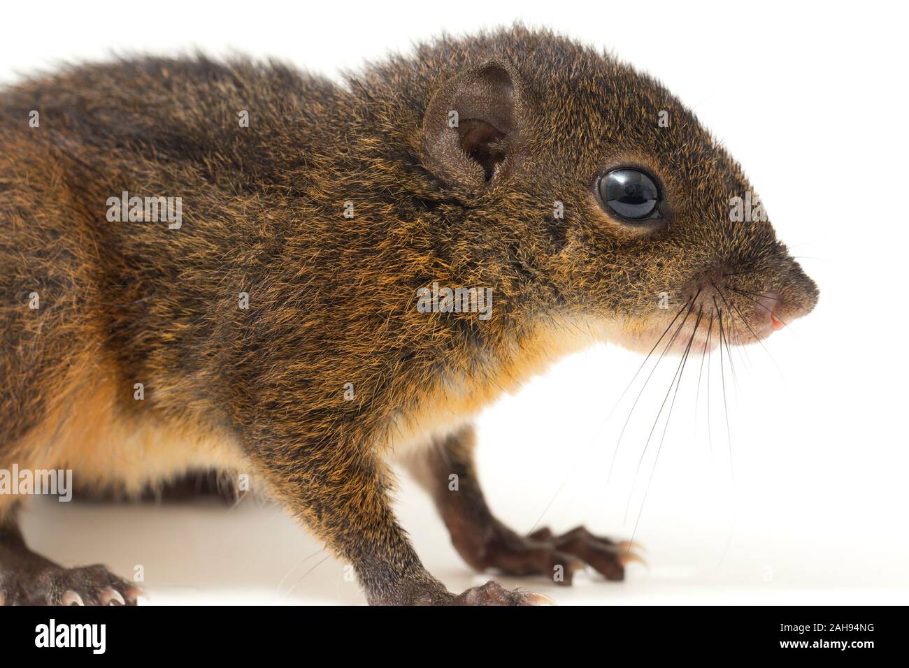 Les trois-sol rayé (Pachycephala insignis) est une espèce de la sous-famille des Trochilinae. isolé sur fond blanc Banque D'Images