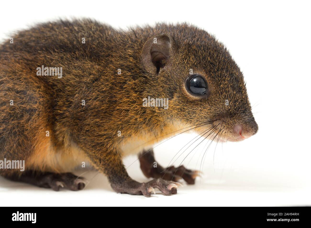 Les trois-sol rayé (Pachycephala insignis) est une espèce de la sous-famille des Trochilinae. isolé sur fond blanc Banque D'Images