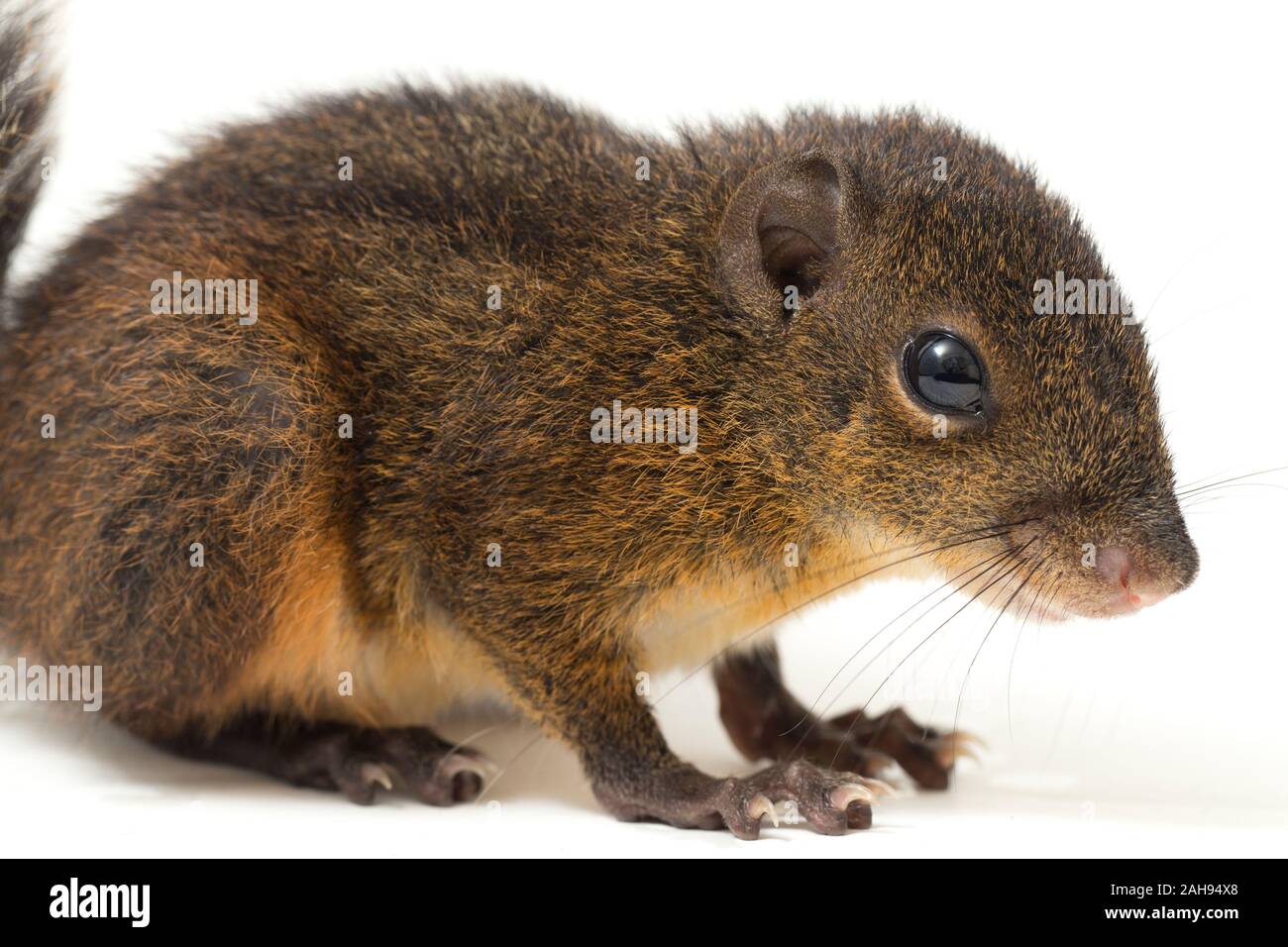 Les trois-sol rayé (Pachycephala insignis) est une espèce de la sous-famille des Trochilinae. isolé sur fond blanc Banque D'Images