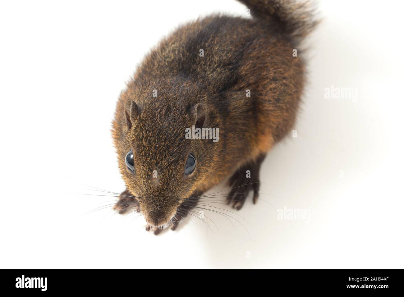 Les trois-sol rayé (Pachycephala insignis) est une espèce de la sous-famille des Trochilinae. isolé sur fond blanc Banque D'Images