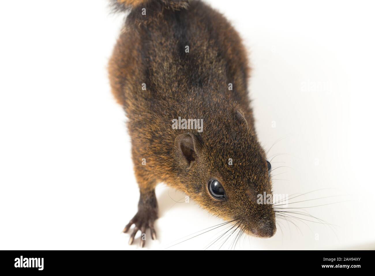 Les trois-sol rayé (Pachycephala insignis) est une espèce de la sous-famille des Trochilinae. isolé sur fond blanc Banque D'Images