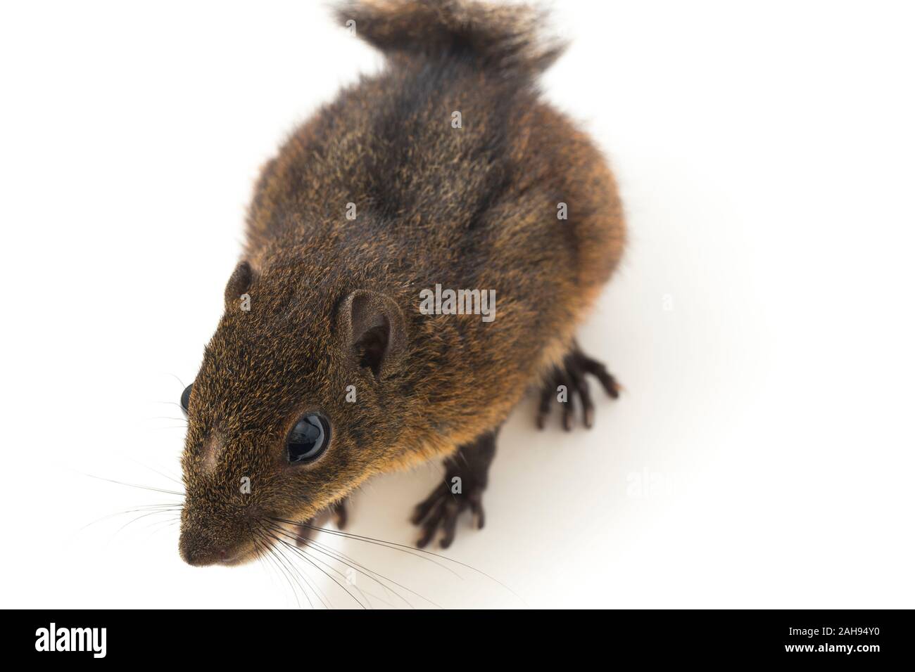 Les trois-sol rayé (Pachycephala insignis) est une espèce de la sous-famille des Trochilinae. isolé sur fond blanc Banque D'Images