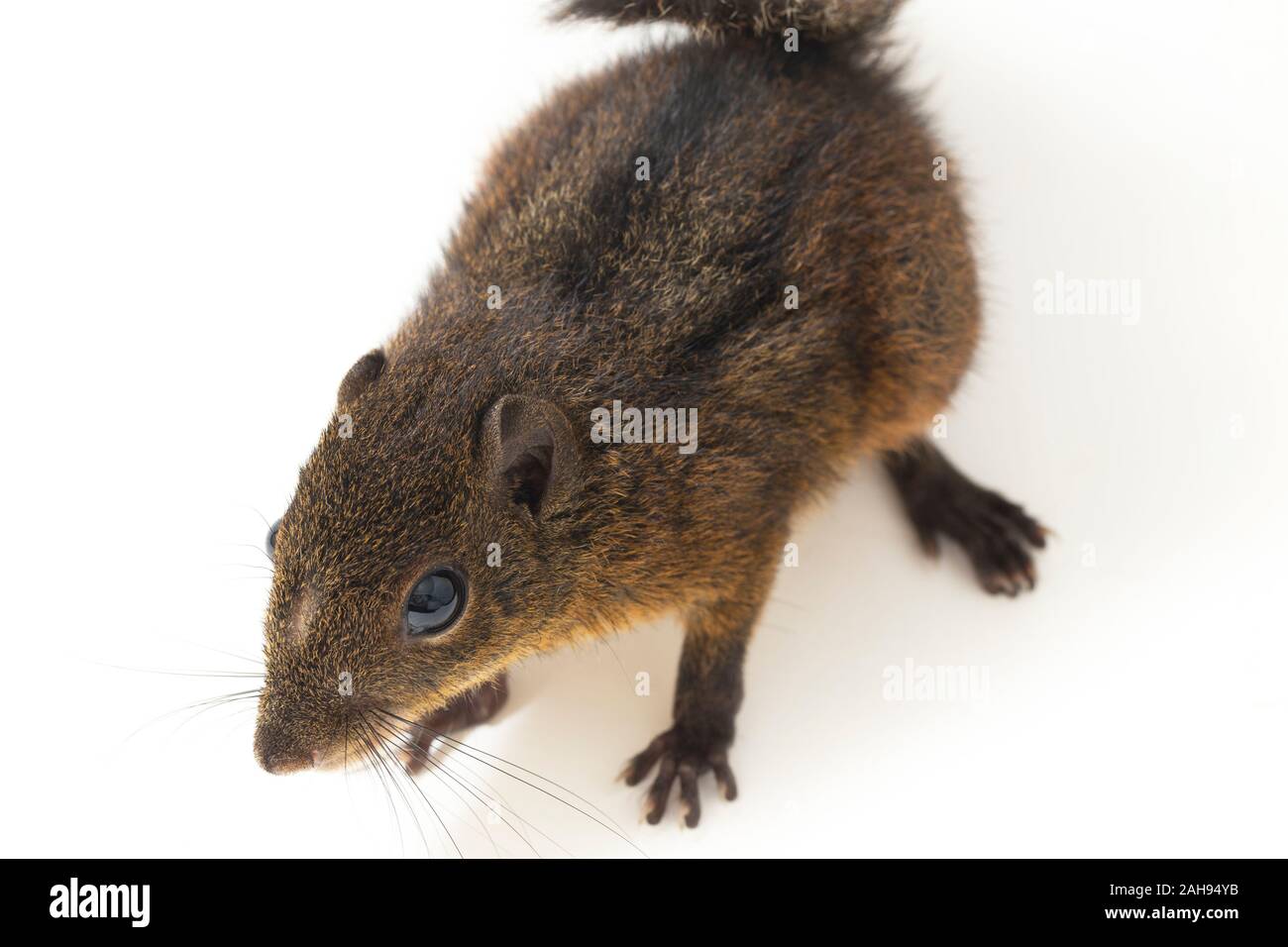 Les trois-sol rayé (Pachycephala insignis) est une espèce de la sous-famille des Trochilinae. isolé sur fond blanc Banque D'Images