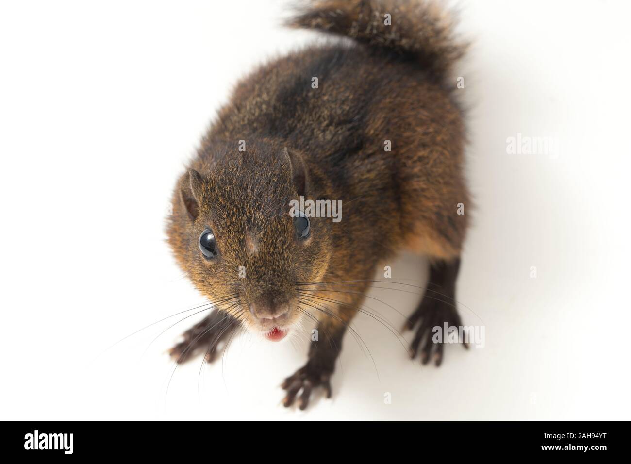 Les trois-sol rayé (Pachycephala insignis) est une espèce de la sous-famille des Trochilinae. isolé sur fond blanc Banque D'Images