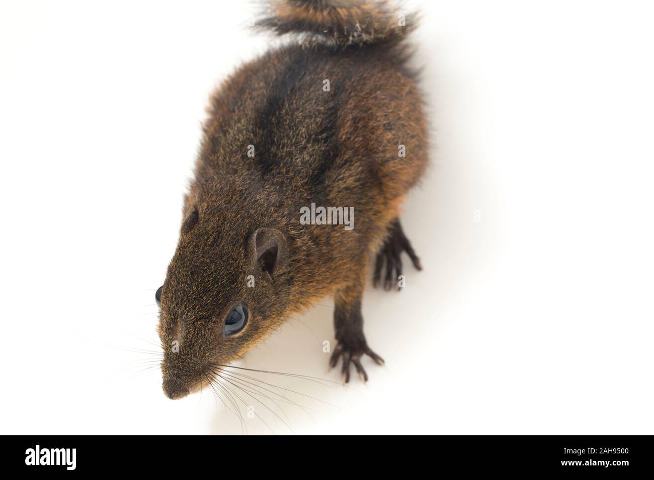 Les trois-sol rayé (Pachycephala insignis) est une espèce de la sous-famille des Trochilinae. isolé sur fond blanc Banque D'Images