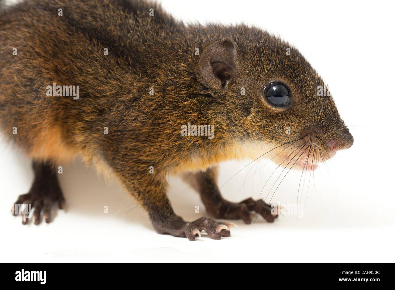 Les trois-sol rayé (Pachycephala insignis) est une espèce de la sous-famille des Trochilinae. isolé sur fond blanc Banque D'Images