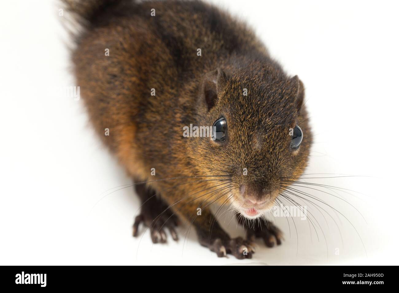 Les trois-sol rayé (Pachycephala insignis) est une espèce de la sous-famille des Trochilinae. isolé sur fond blanc Banque D'Images