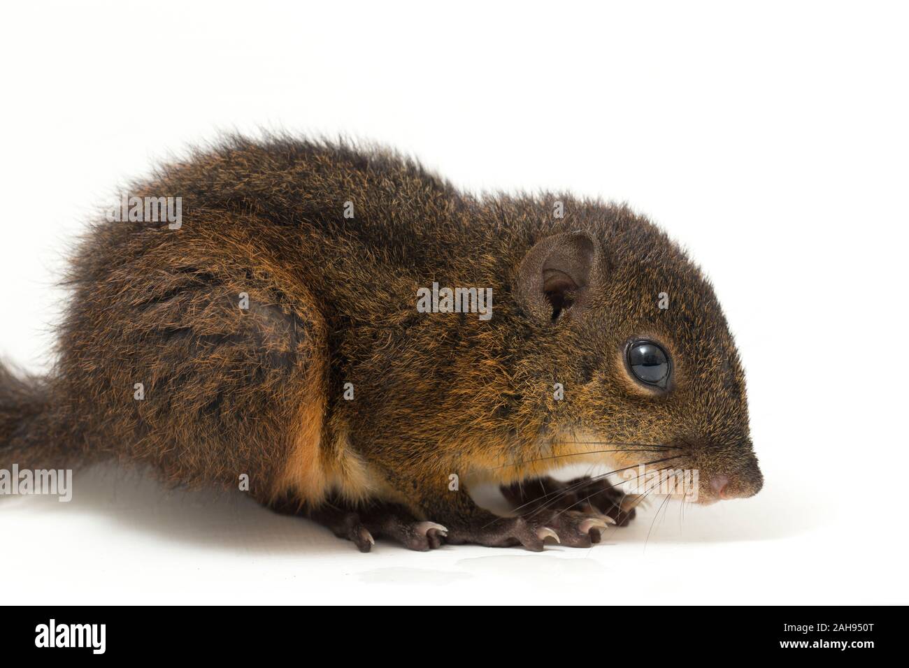 Les trois-sol rayé (Pachycephala insignis) est une espèce de la sous-famille des Trochilinae. isolé sur fond blanc Banque D'Images