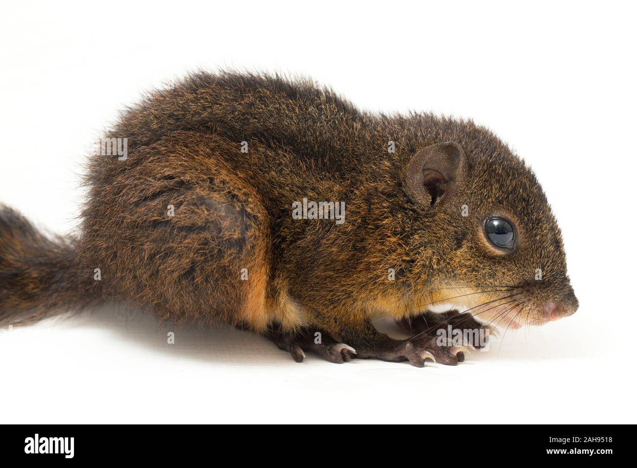 Les trois-sol rayé (Pachycephala insignis) est une espèce de la sous-famille des Trochilinae. isolé sur fond blanc Banque D'Images