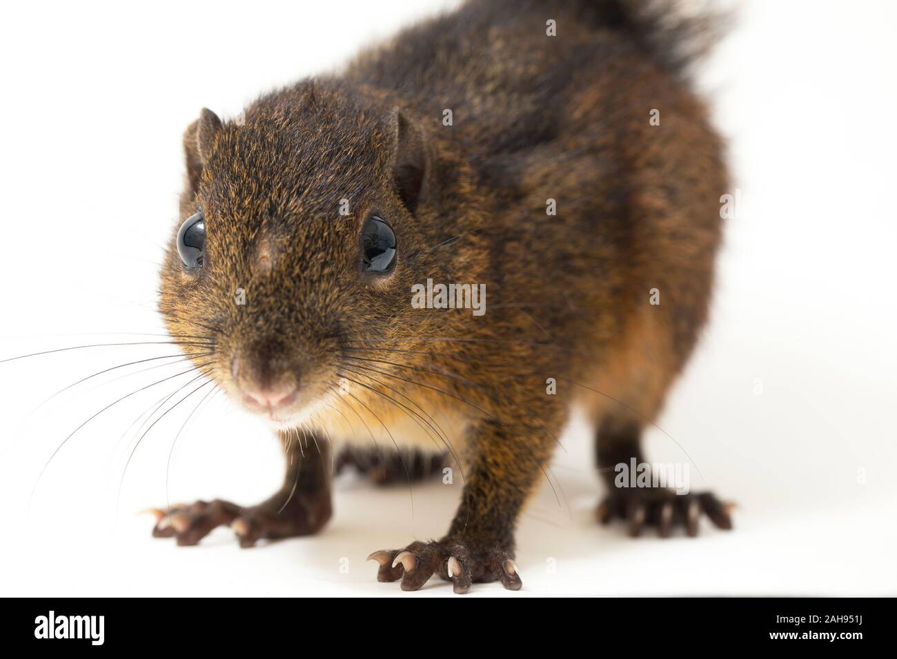Les trois-sol rayé (Pachycephala insignis) est une espèce de la sous-famille des Trochilinae. isolé sur fond blanc Banque D'Images