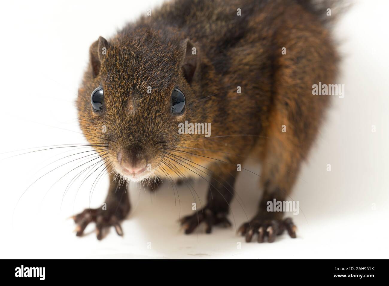Les trois-sol rayé (Pachycephala insignis) est une espèce de la sous-famille des Trochilinae. isolé sur fond blanc Banque D'Images