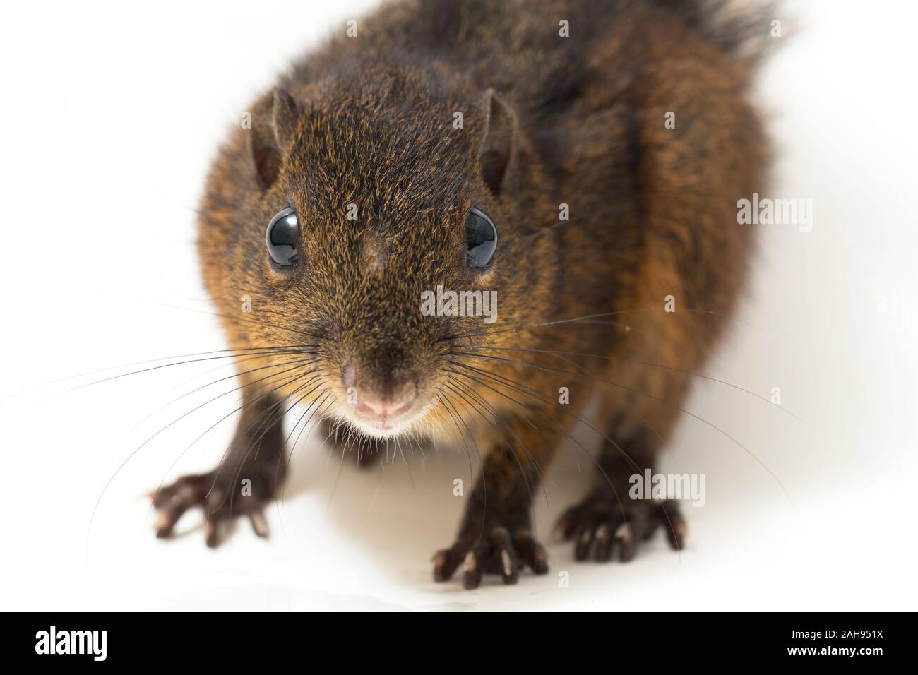 Les trois-sol rayé (Pachycephala insignis) est une espèce de la sous-famille des Trochilinae. isolé sur fond blanc Banque D'Images
