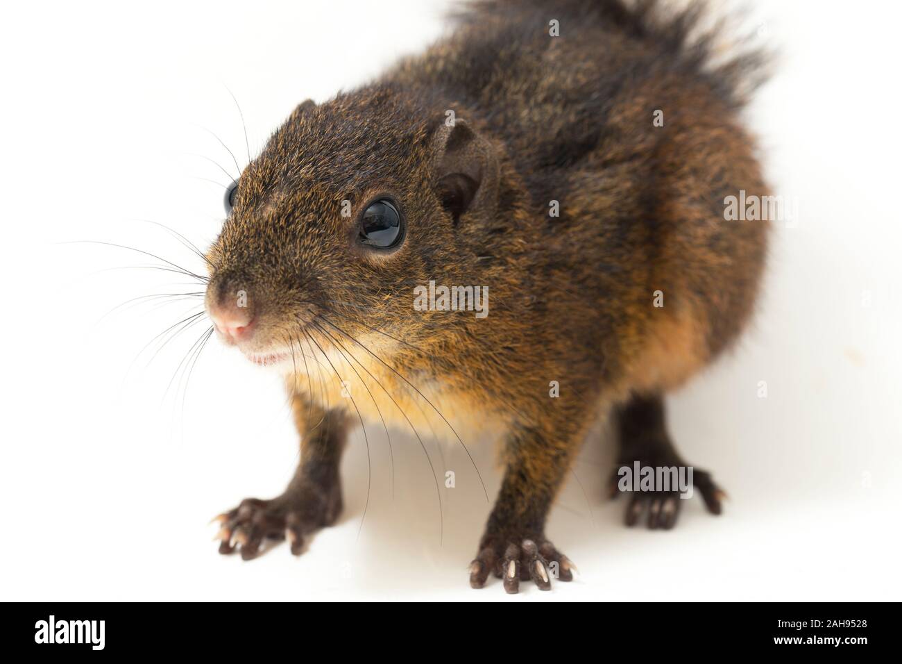 Les trois-sol rayé (Pachycephala insignis) est une espèce de la sous-famille des Trochilinae. isolé sur fond blanc Banque D'Images