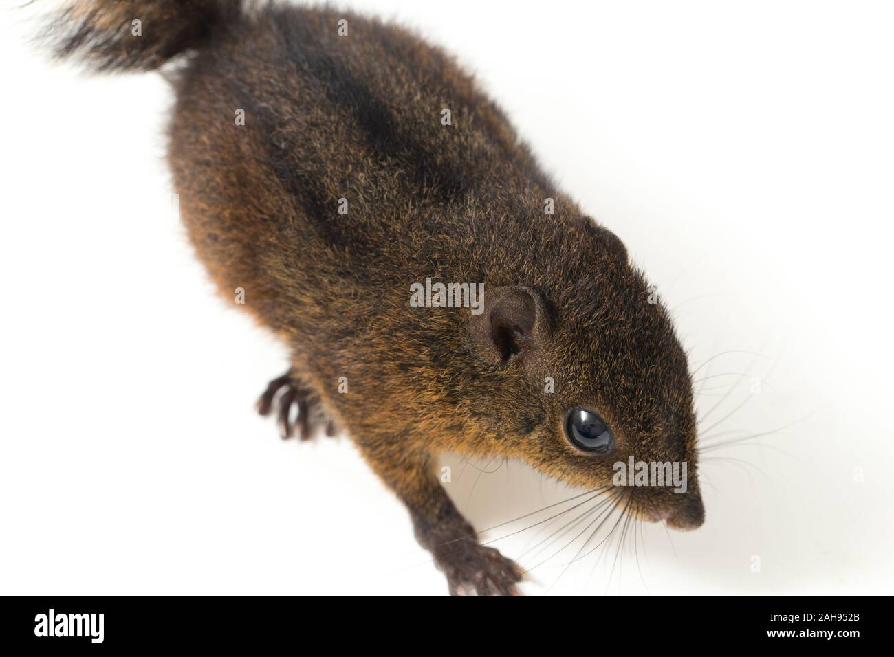 Les trois-sol rayé (Pachycephala insignis) est une espèce de la sous-famille des Trochilinae. isolé sur fond blanc Banque D'Images