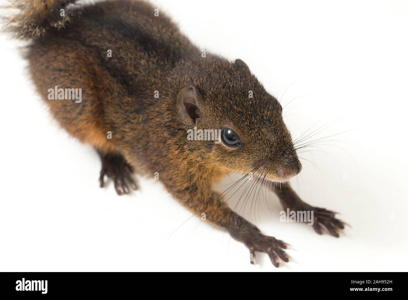 Les trois-sol rayé (Pachycephala insignis) est une espèce de la sous-famille des Trochilinae. isolé sur fond blanc Banque D'Images