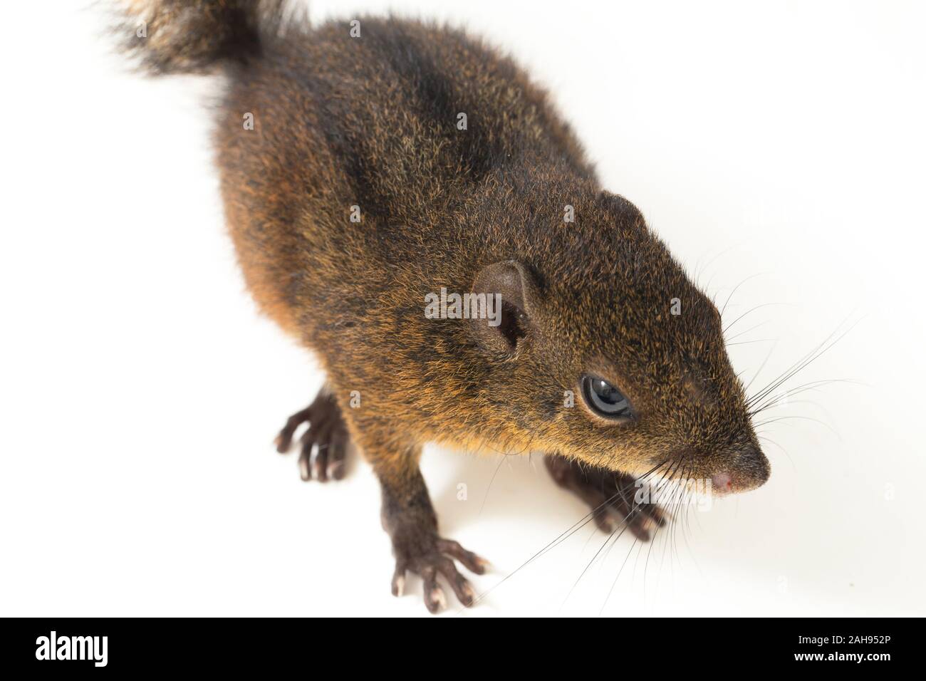 Les trois-sol rayé (Pachycephala insignis) est une espèce de la sous-famille des Trochilinae. isolé sur fond blanc Banque D'Images