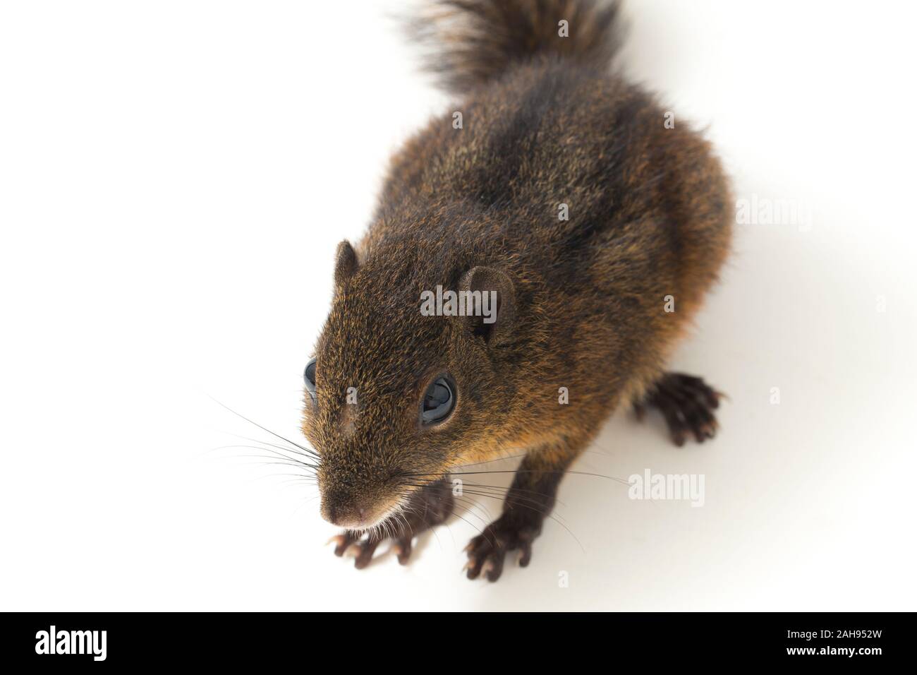 Les trois-sol rayé (Pachycephala insignis) est une espèce de la sous-famille des Trochilinae. isolé sur fond blanc Banque D'Images