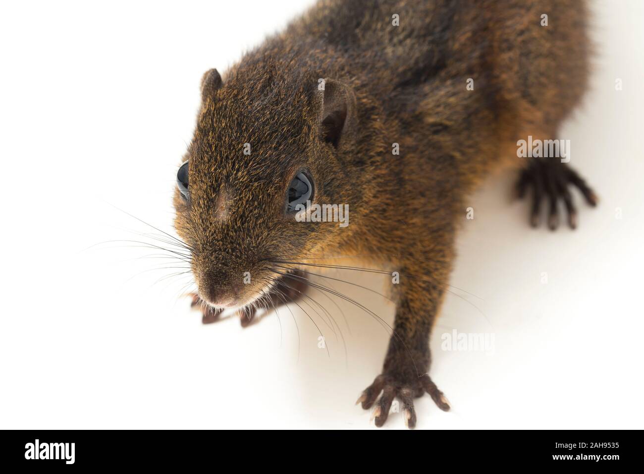 Les trois-sol rayé (Pachycephala insignis) est une espèce de la sous-famille des Trochilinae. isolé sur fond blanc Banque D'Images