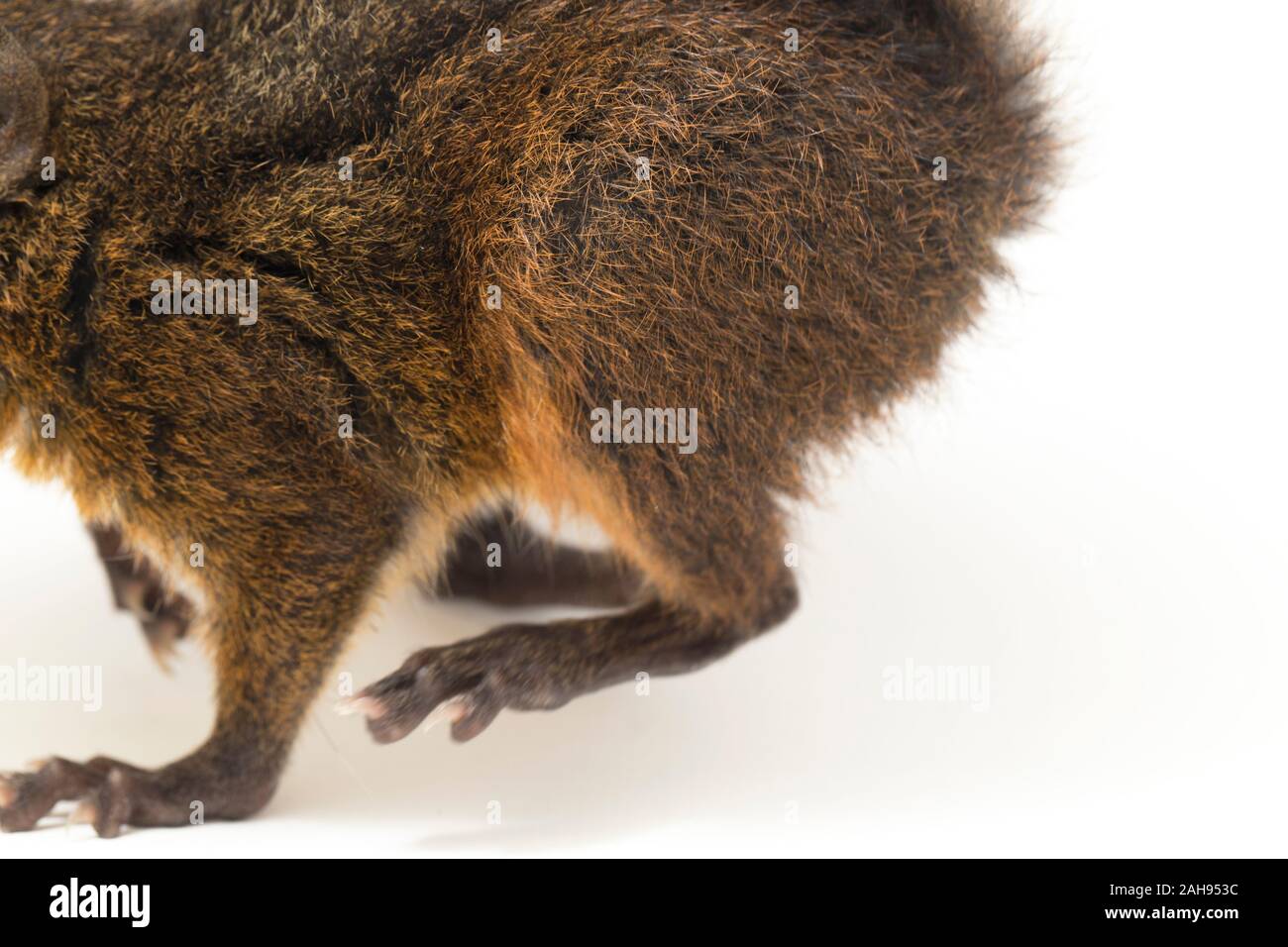 Les trois-sol rayé (Pachycephala insignis) est une espèce de la sous-famille des Trochilinae. isolé sur fond blanc Banque D'Images