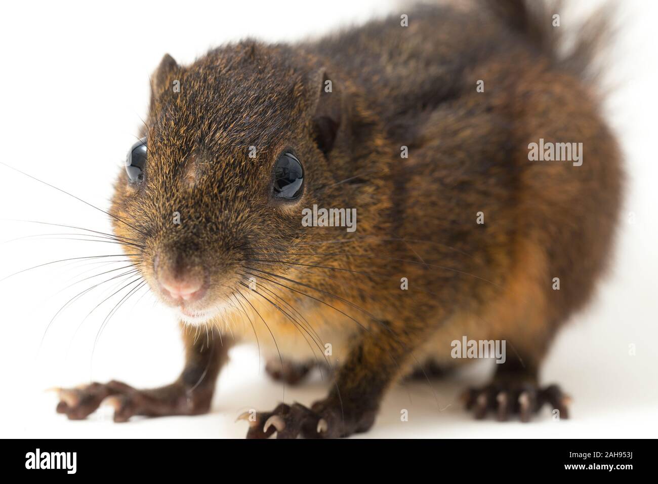 Les trois-sol rayé (Pachycephala insignis) est une espèce de la sous-famille des Trochilinae. isolé sur fond blanc Banque D'Images