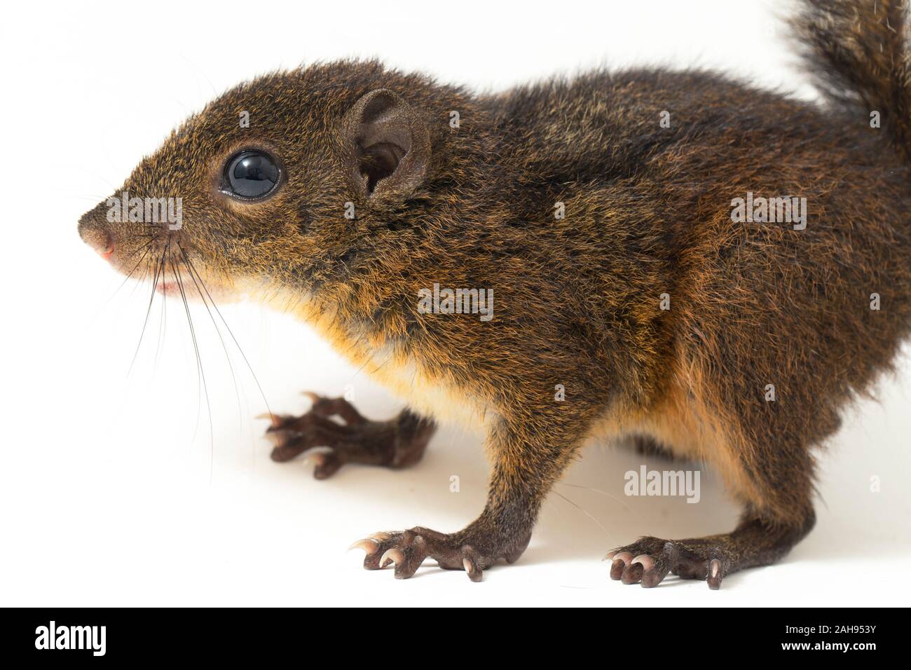 Les trois-sol rayé (Pachycephala insignis) est une espèce de la sous-famille des Trochilinae. isolé sur fond blanc Banque D'Images