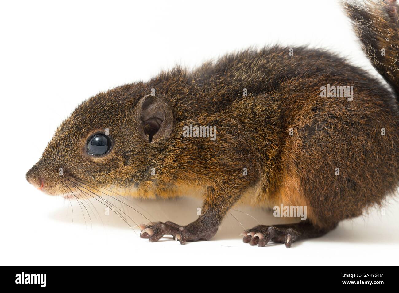 Les trois-sol rayé (Pachycephala insignis) est une espèce de la sous-famille des Trochilinae. isolé sur fond blanc Banque D'Images