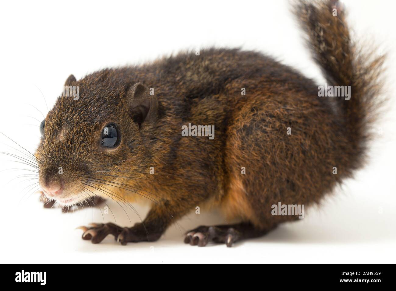 Les trois-sol rayé (Pachycephala insignis) est une espèce de la sous-famille des Trochilinae. isolé sur fond blanc Banque D'Images