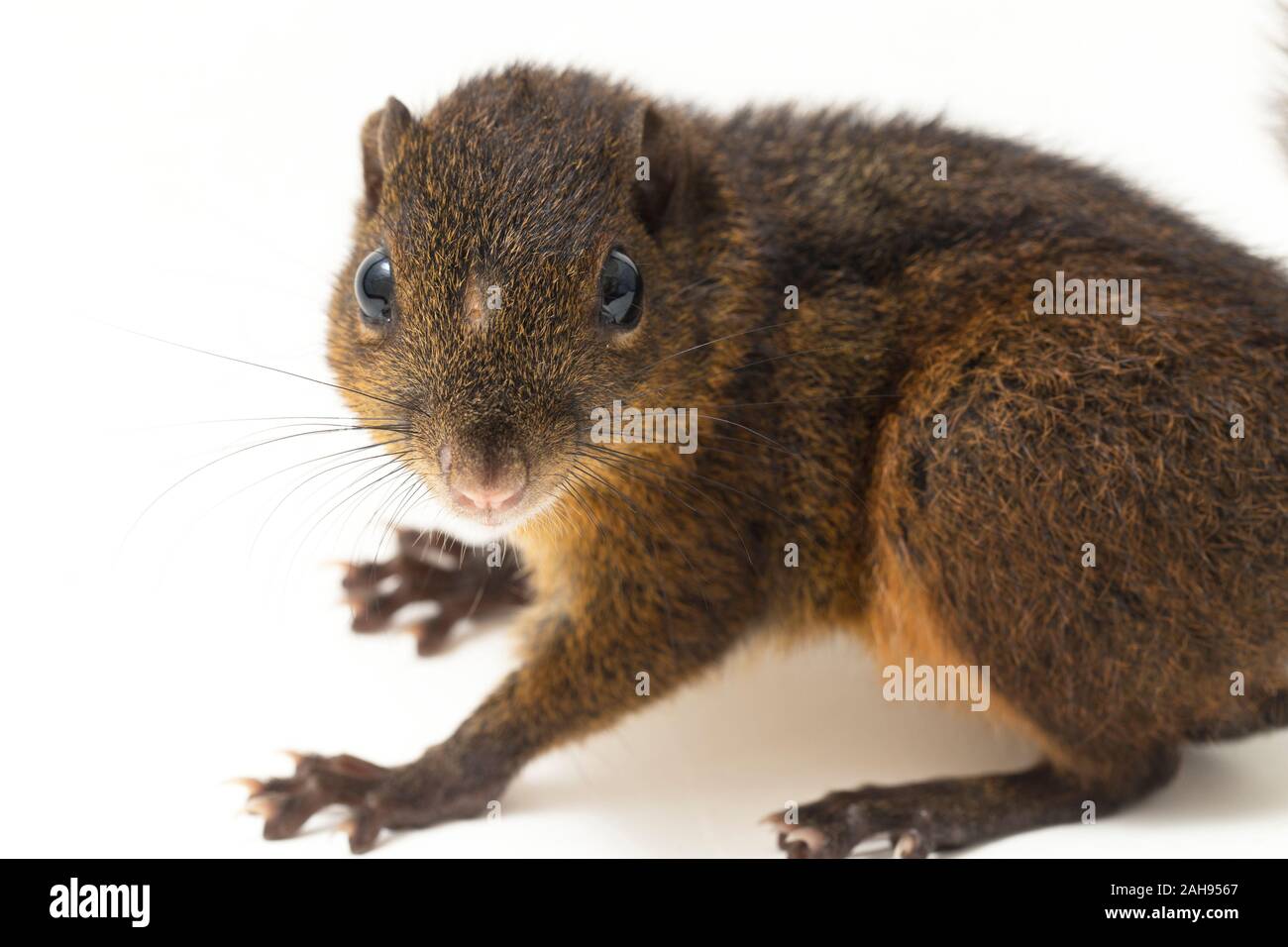 Les trois-sol rayé (Pachycephala insignis) est une espèce de la sous-famille des Trochilinae. isolé sur fond blanc Banque D'Images