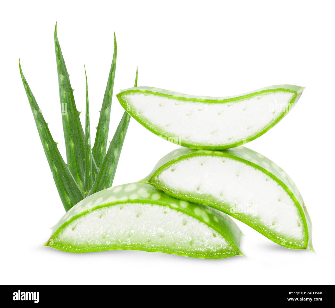 L'aloe vera feuilles isolées sur fond blanc Banque D'Images