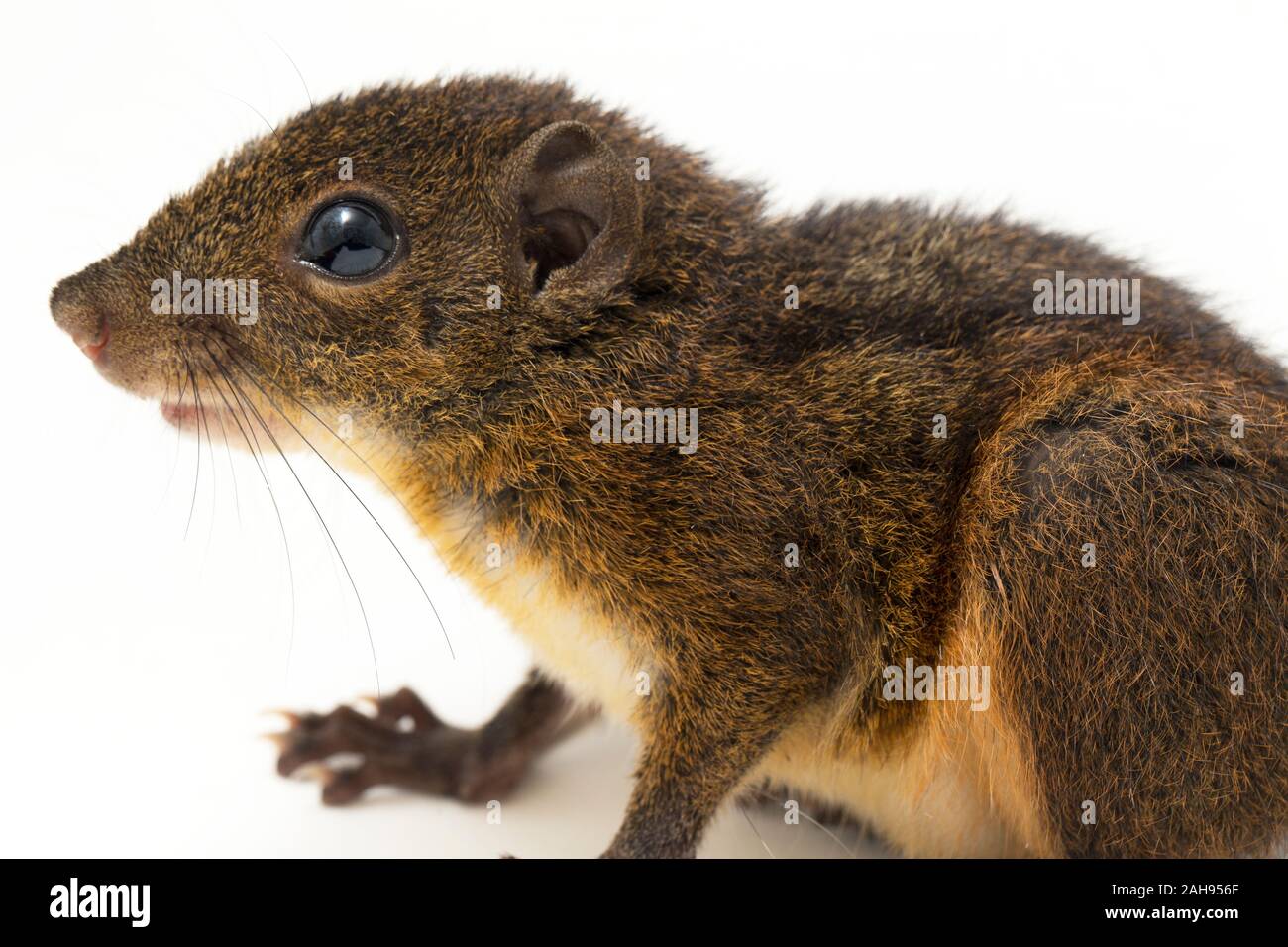 Les trois-sol rayé (Pachycephala insignis) est une espèce de la sous-famille des Trochilinae. isolé sur fond blanc Banque D'Images