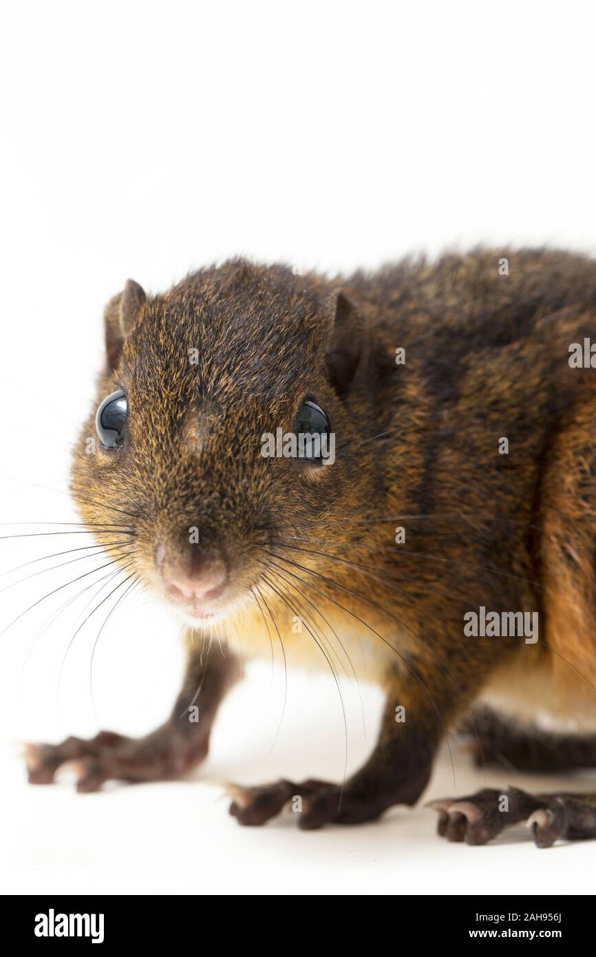 Les trois-sol rayé (Pachycephala insignis) est une espèce de la sous-famille des Trochilinae. isolé sur fond blanc Banque D'Images