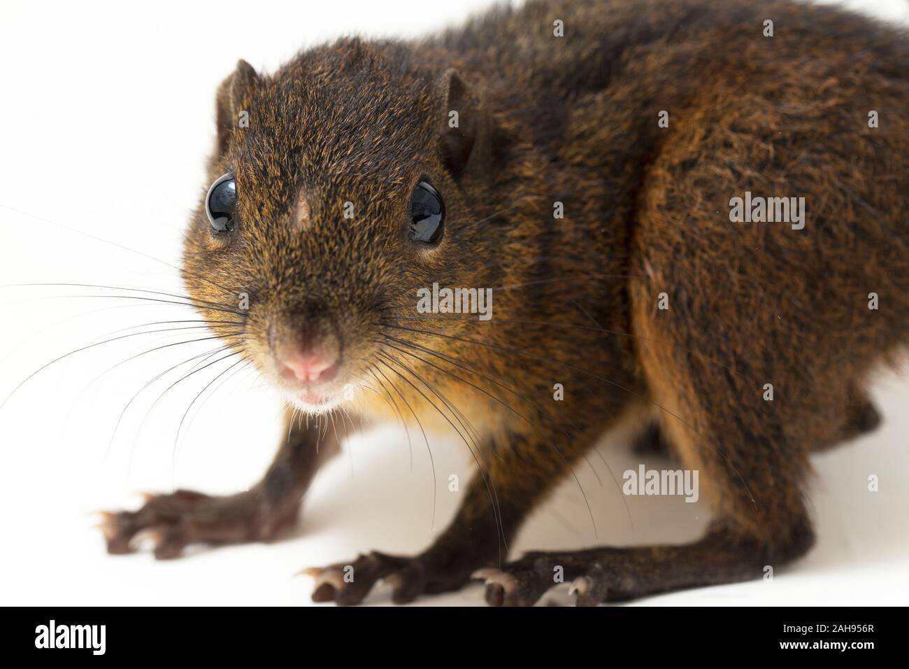 Les trois-sol rayé (Pachycephala insignis) est une espèce de la sous-famille des Trochilinae. isolé sur fond blanc Banque D'Images