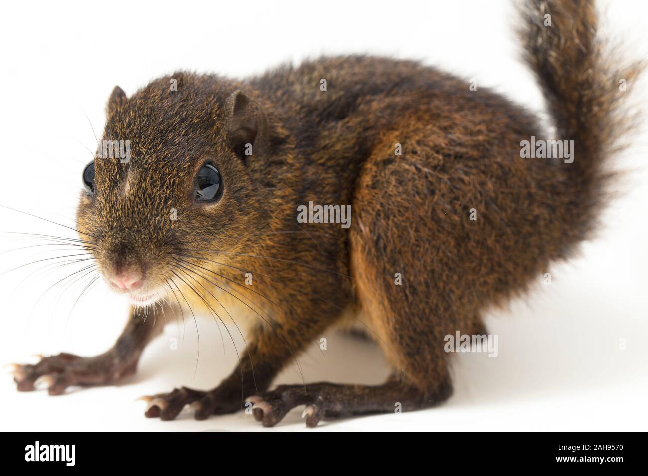 Les trois-sol rayé (Pachycephala insignis) est une espèce de la sous-famille des Trochilinae. isolé sur fond blanc Banque D'Images