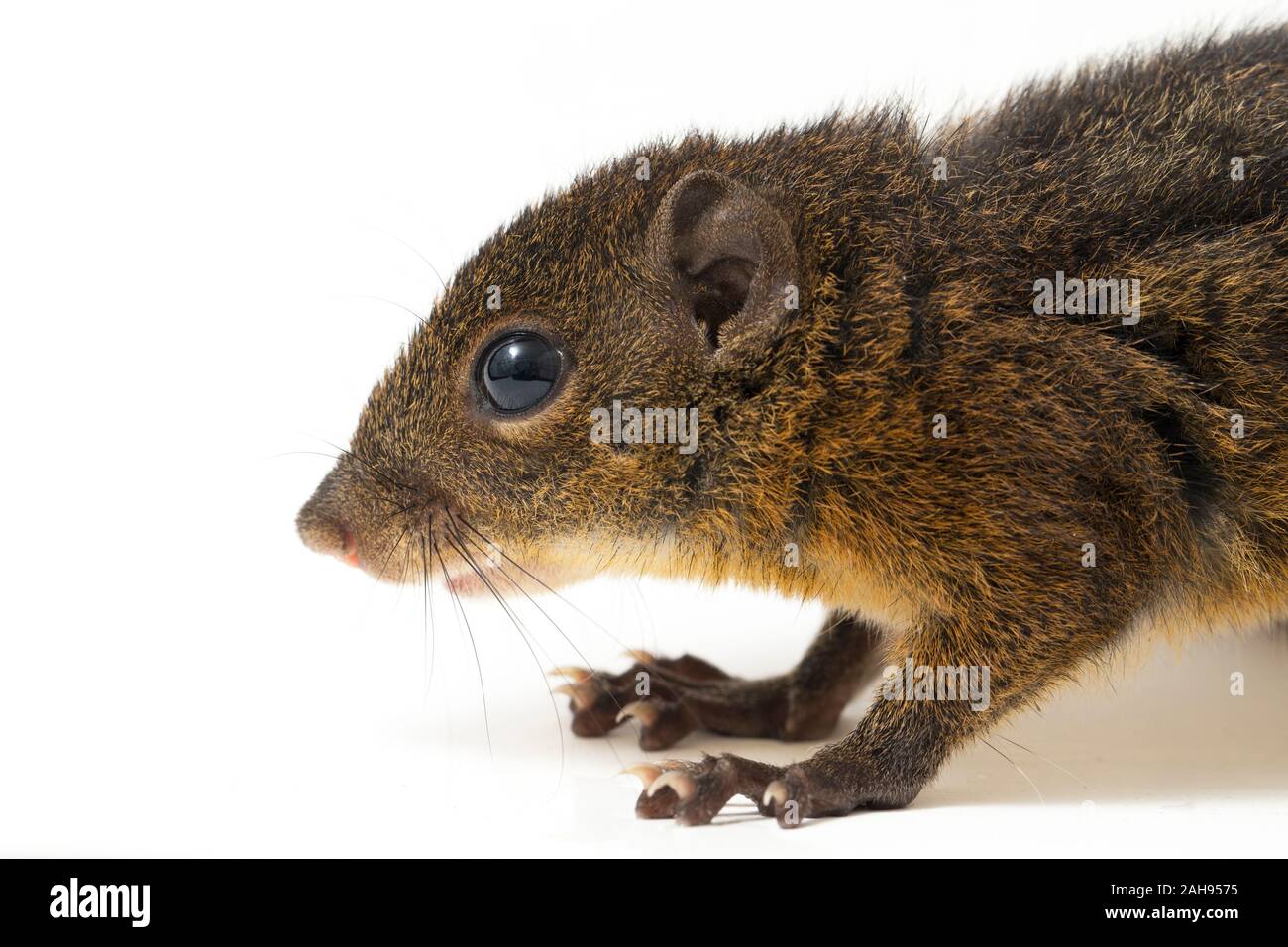 Les trois-sol rayé (Pachycephala insignis) est une espèce de la sous-famille des Trochilinae. isolé sur fond blanc Banque D'Images
