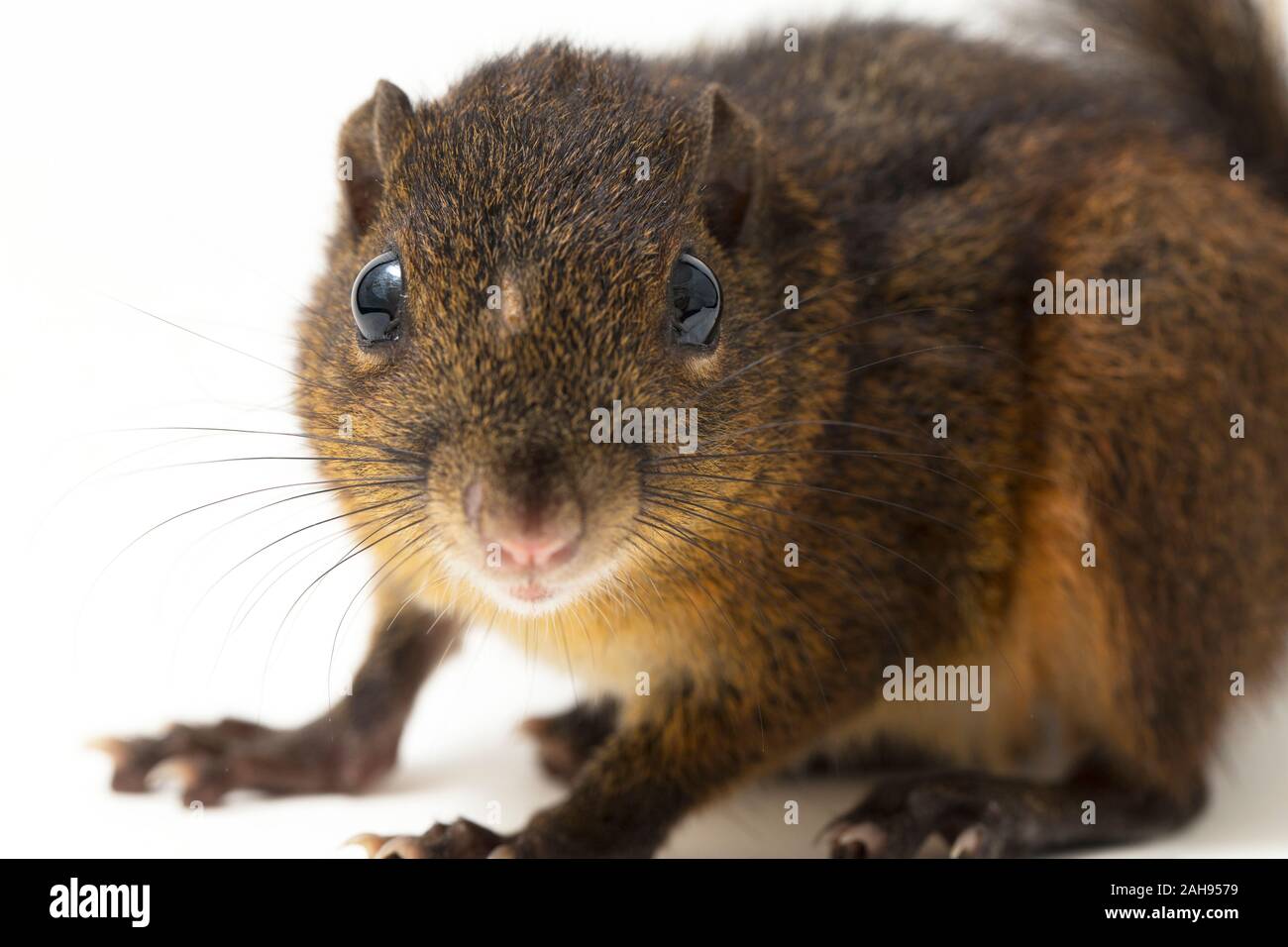 Les trois-sol rayé (Pachycephala insignis) est une espèce de la sous-famille des Trochilinae. isolé sur fond blanc Banque D'Images