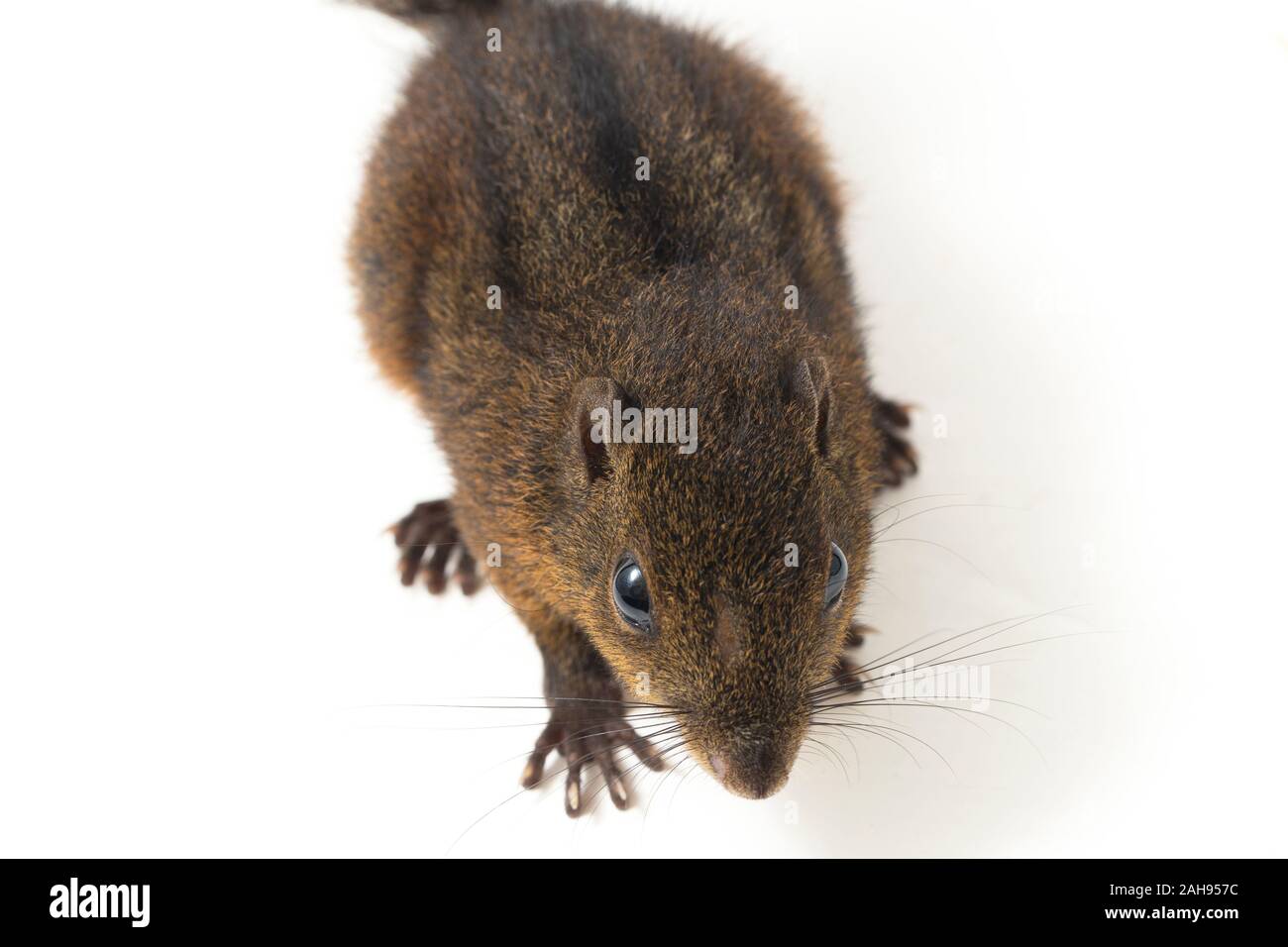 Les trois-sol rayé (Pachycephala insignis) est une espèce de la sous-famille des Trochilinae. isolé sur fond blanc Banque D'Images