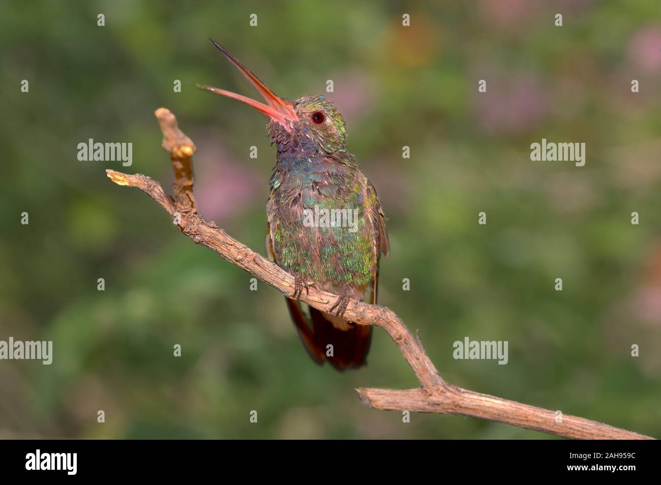 Un homme large-billed Hummingbird originaire d'Arizona perché sur une brindille piailler. Banque D'Images