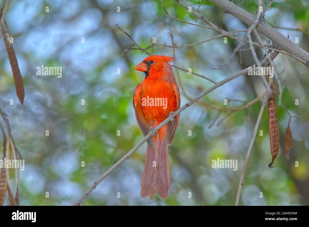 Un Cardinal mâle rouge vif originaire de l'Arizona. C'est l'oiseau que l'équipe de football a été nommé pour. Banque D'Images
